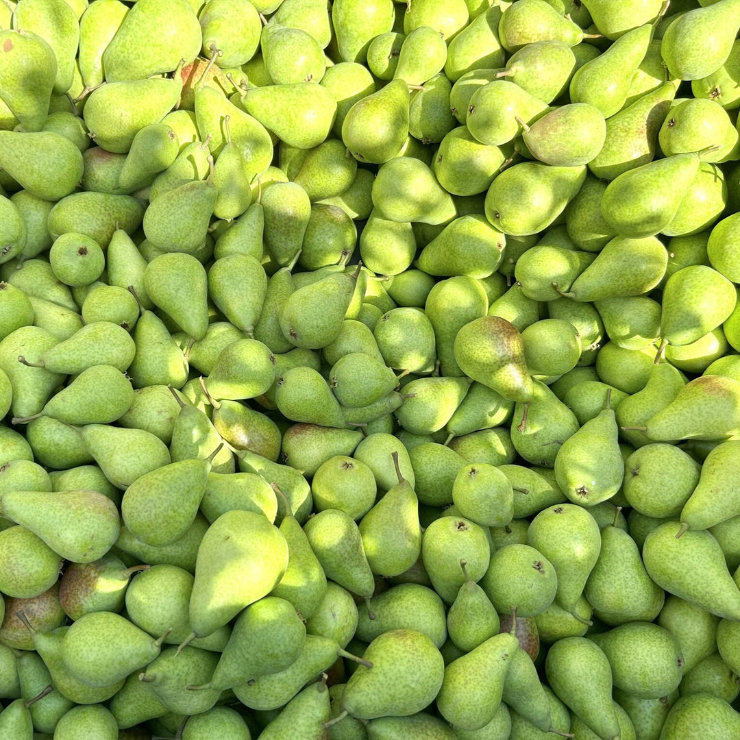 Pears Packham Large Kg NZ