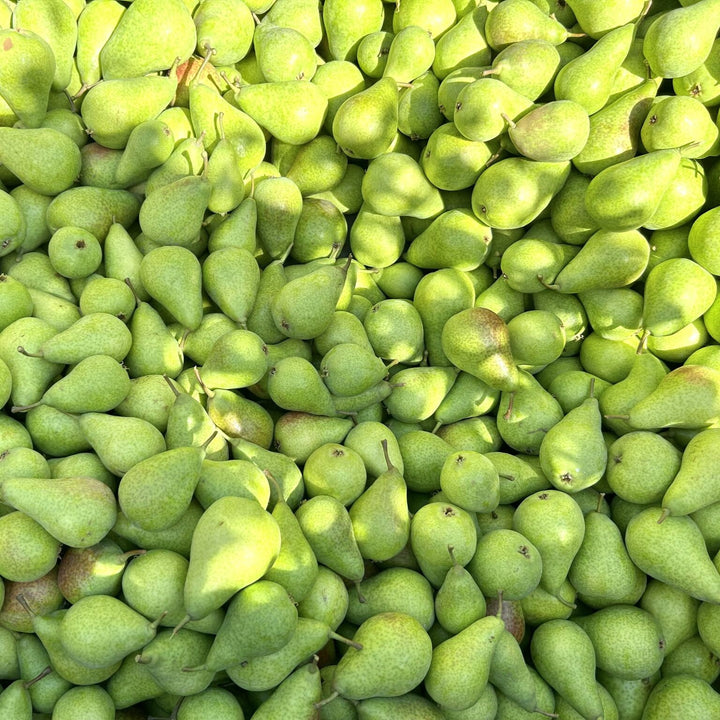 Pears Packham Large Kg NZ