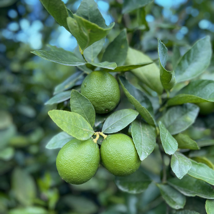 Limes 400gm Tray Vietnam