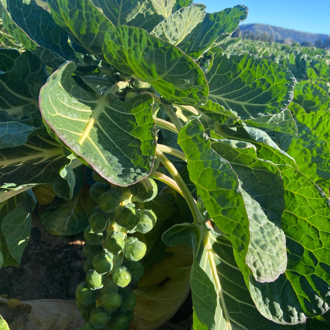 Brussel Sprout 400gm Tray NZ*