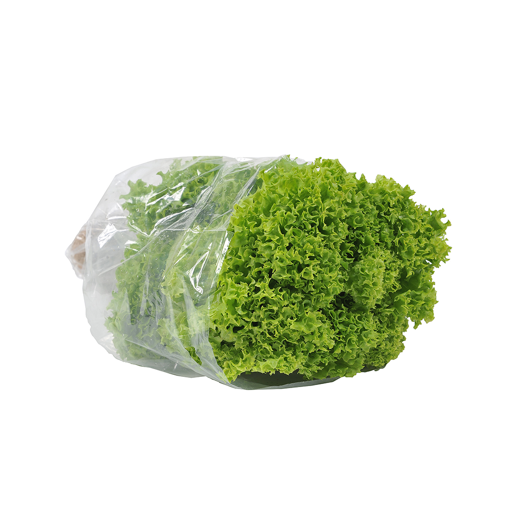 Fancy Curly Lettuce NZ Each*