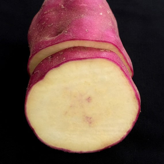 Kumara Red Large NZ