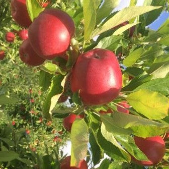 Apples NZ Yummy Rose