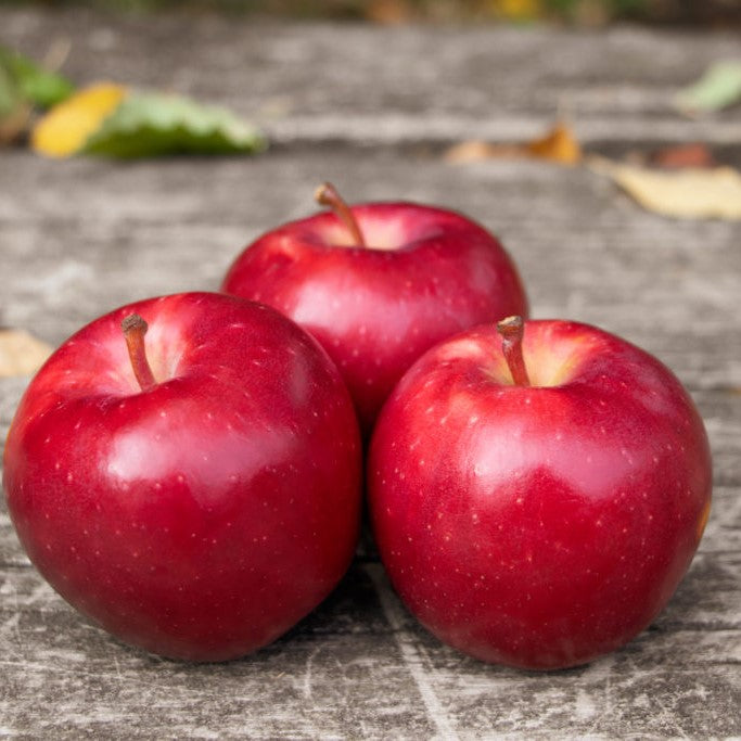 Apples Dazzle NZ Large