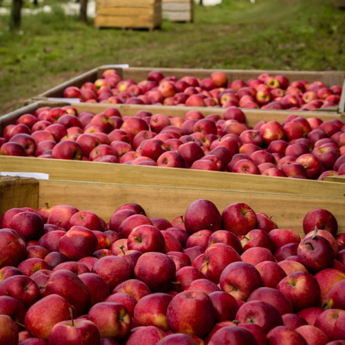 Apples Dazzle NZ Large