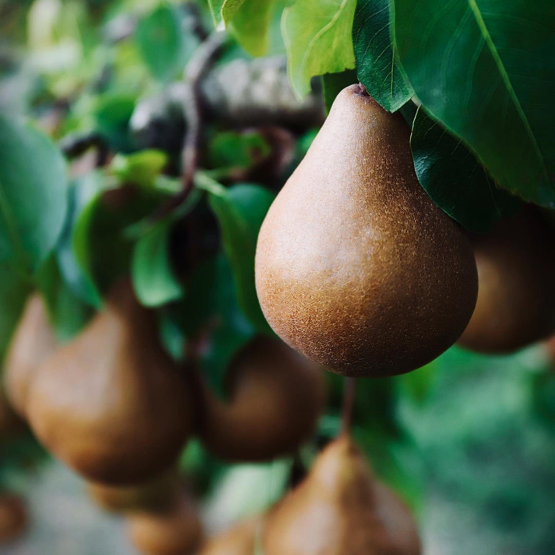 Pears Beurre Bosc NZ
