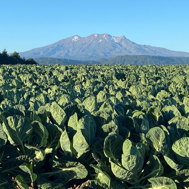 Brussel Sprout 400gm Tray NZ*