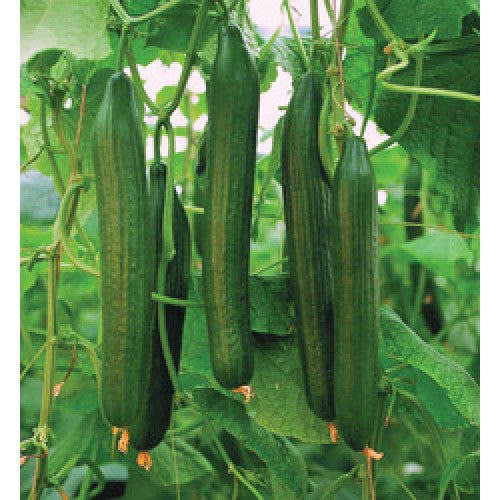 Cucumber Telegraph NZ