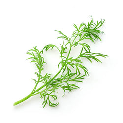 Dill Herb living - Superb Herb Medium Pottle