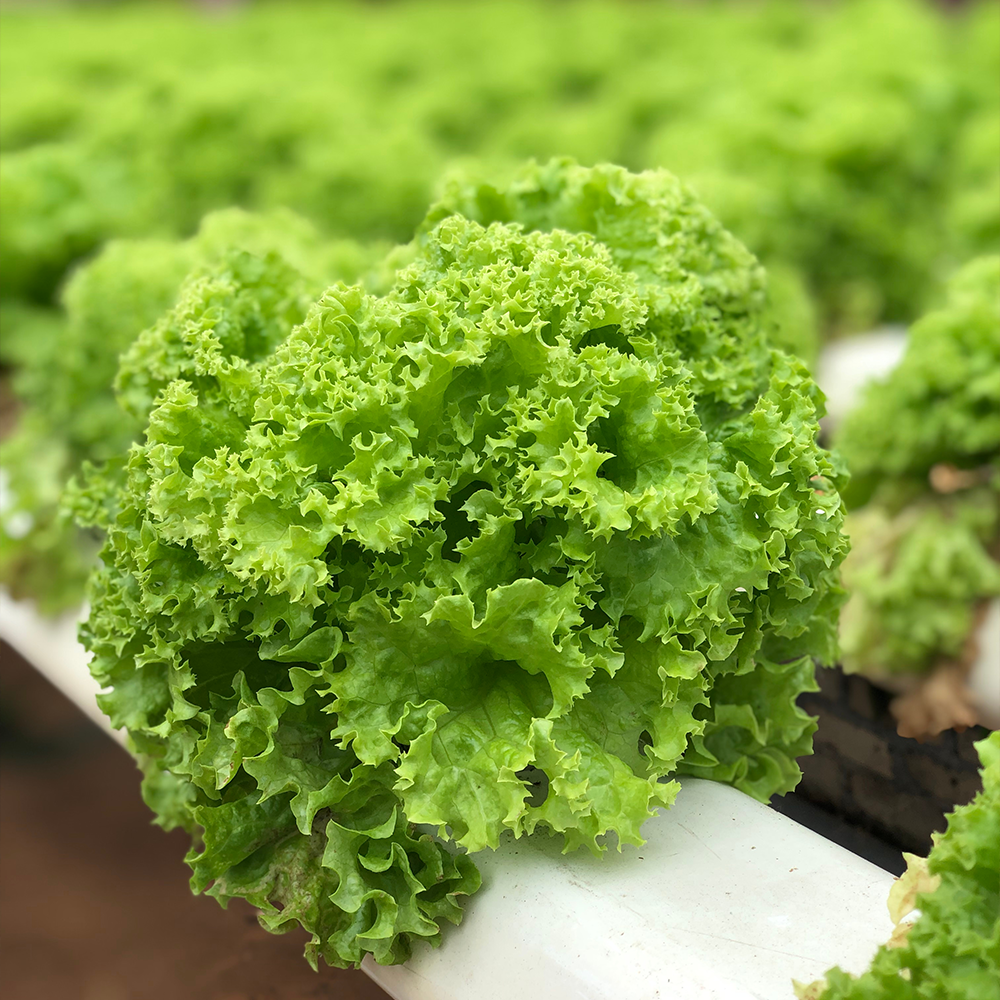 Fancy Curly Lettuce NZ Each*