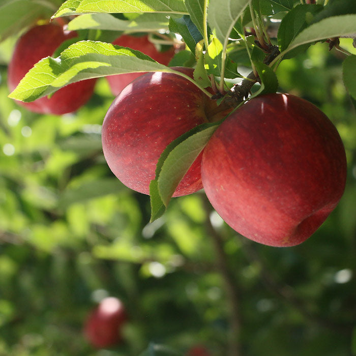 Apples Yummy Royal Gala NZ