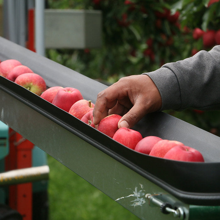 Apples Yummy Royal Gala NZ