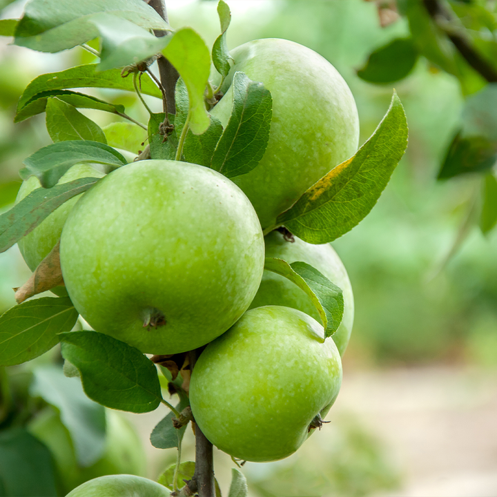 Apples Granny Smith NZ