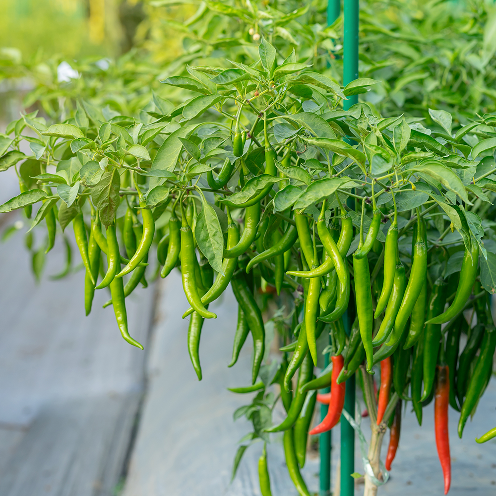 Chilli Green tray 50g each NZ