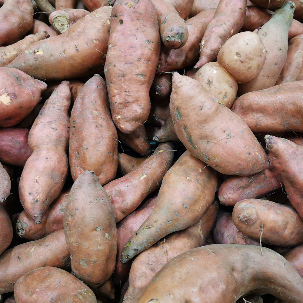 Kumara Beuregard ( Orange Kumara) NZ*