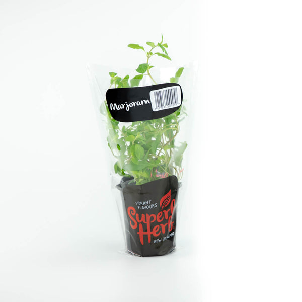 Marjoram Herb living - Superb Herb Medium Pottle NZ