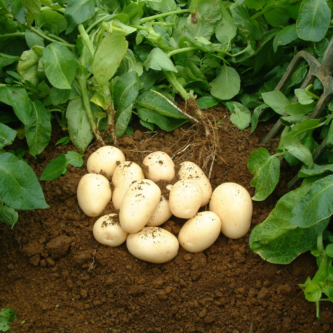 Potatoes White Washed Loose NZ