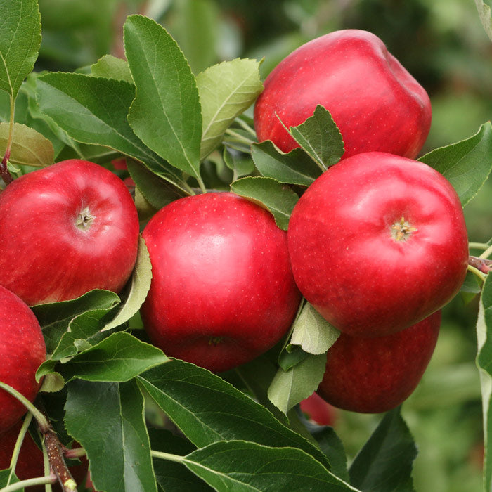 Apples NZ Yummy Rose