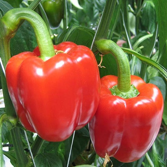 Capsicums Red Large x2