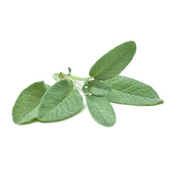 Sage Herb living - Superb Herb Medium Pottle NZ