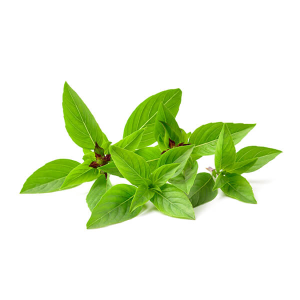 Basil Thai Herb living - Superb Herb Medium Pottle NZ*