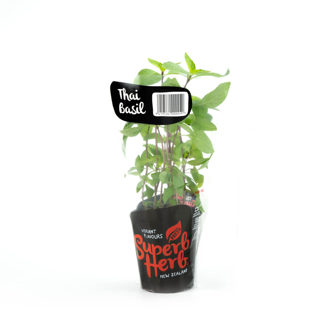Basil Thai Herb living - Superb Herb Medium Pottle NZ*