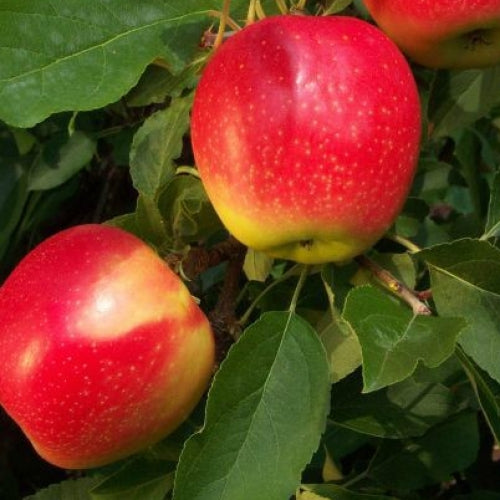 Apples Candee NZ $3.99kg