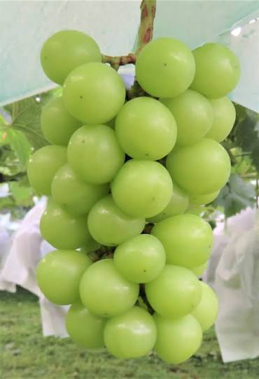 Grapes Sunshine Seedless Chinese 5kg