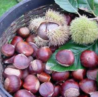 Chestnuts 500gm Bag NZ