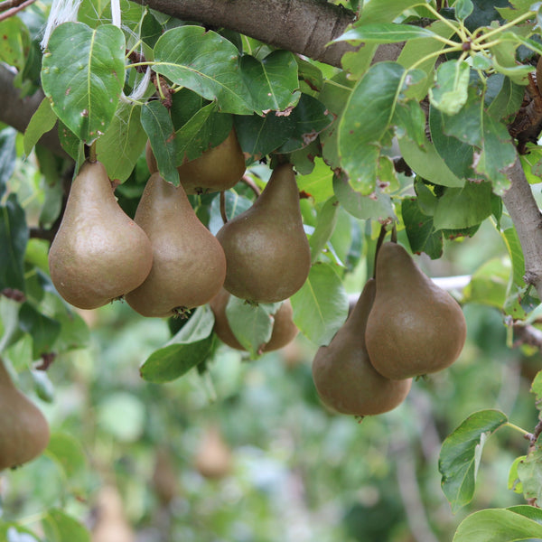 Pears Taylors Gold NZ Grown by Echodale Orchards