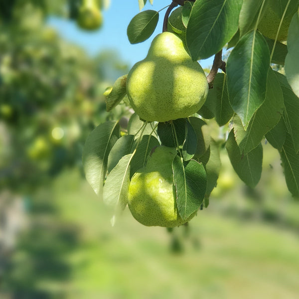 Pears Packham Large Kg NZ
