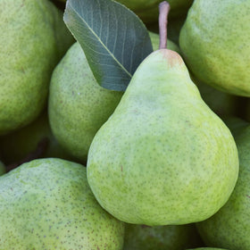 Pears Packham Large Kg Aussie