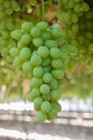 Grapes Green Seedless Aussie kg