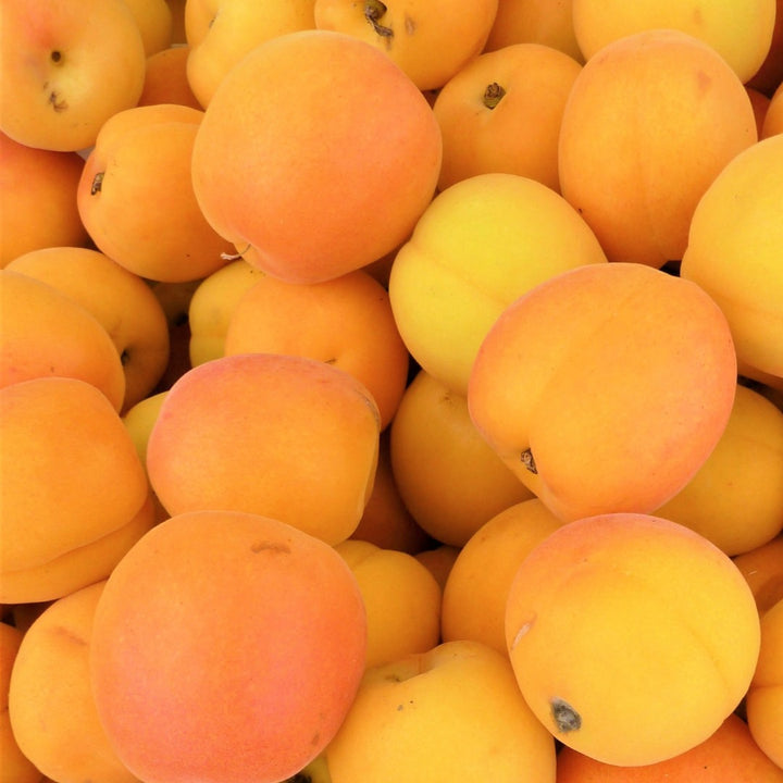 Apricots NZ