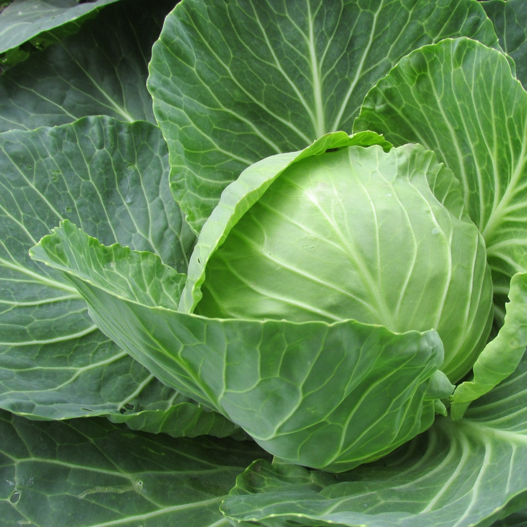 Cabbage Large Fresh NZ Each