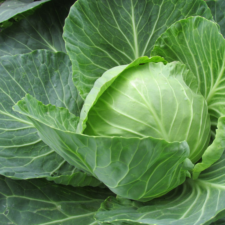 Cabbage Large Fresh NZ Each