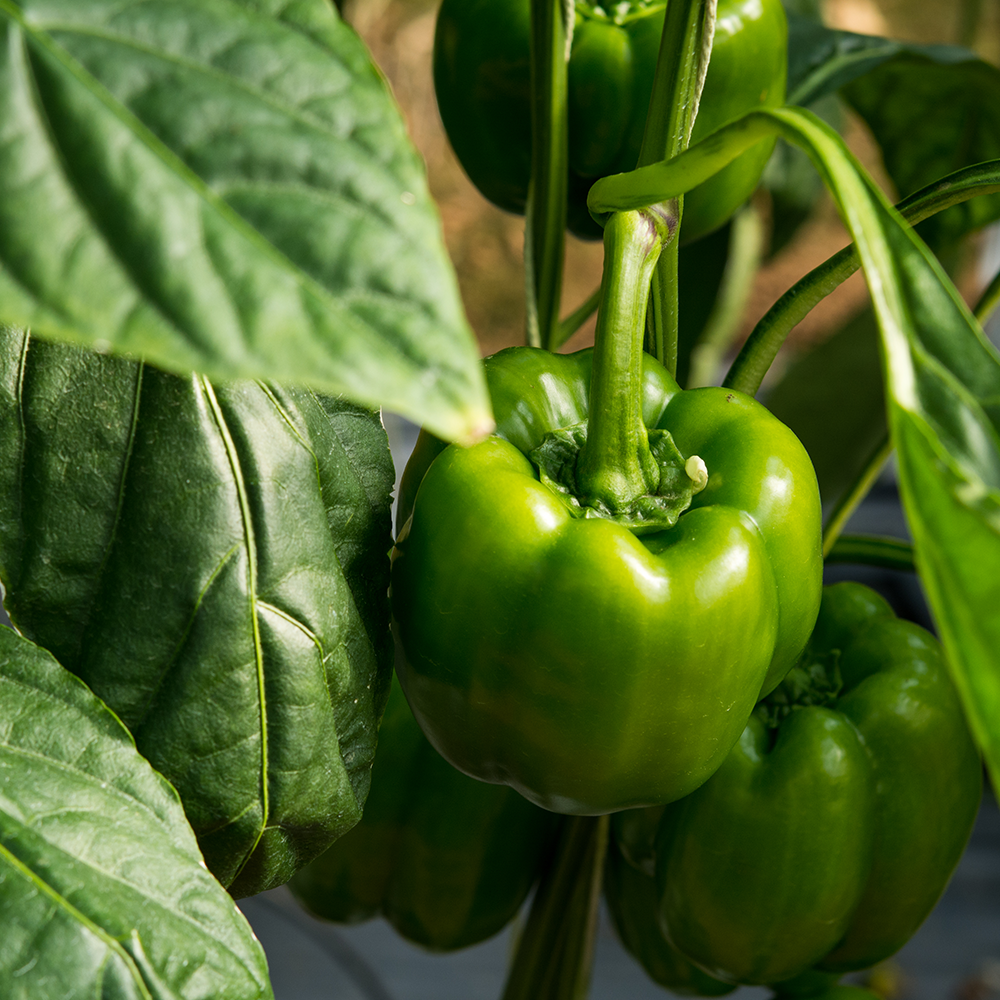 Capsicums Green 500g Bag NZ
