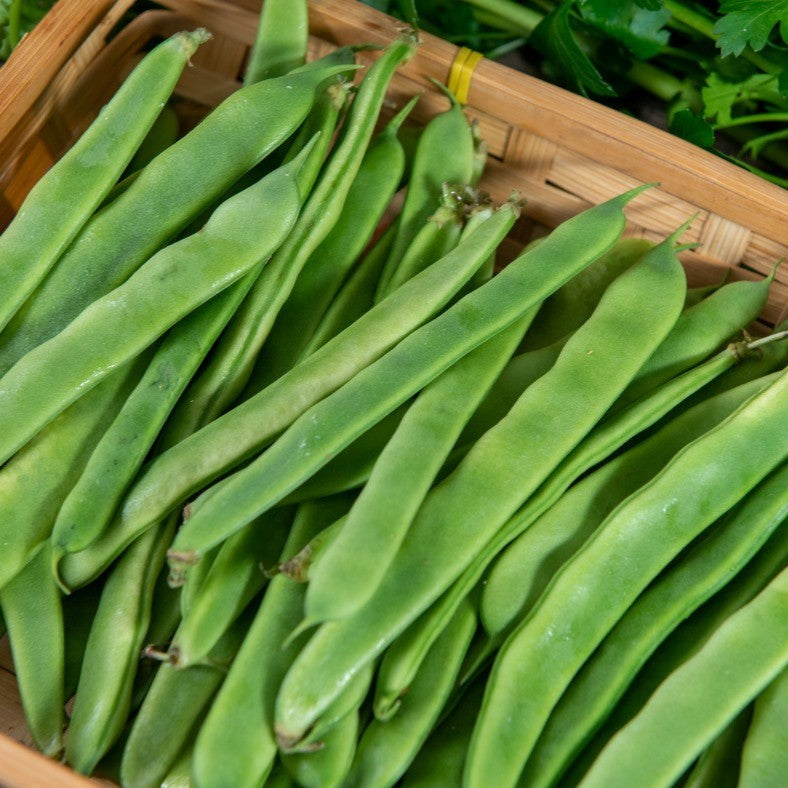 Beans Flat 200gm Bag NZ