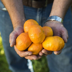 Mandarins Richard Specials NZ