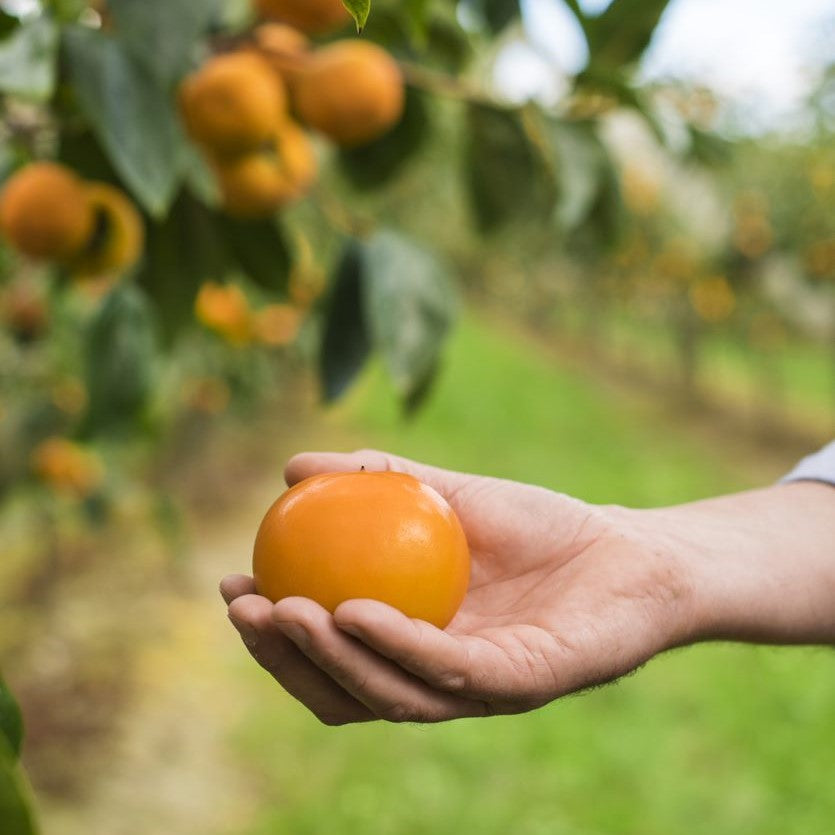 Persimmons 1kg Bag NZ $4.99 each