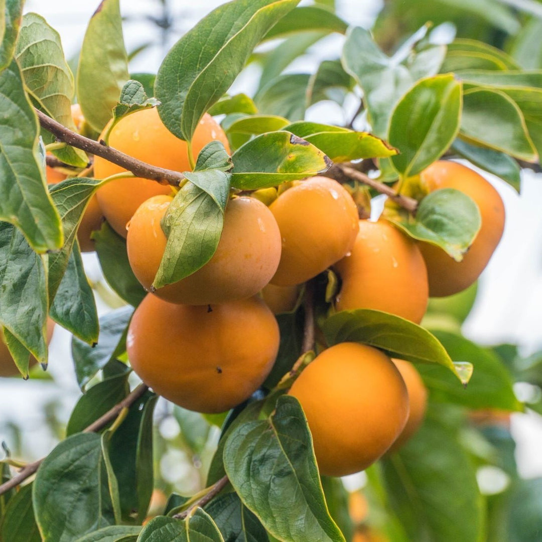 Persimmons 1kg Bag NZ $4.99 each