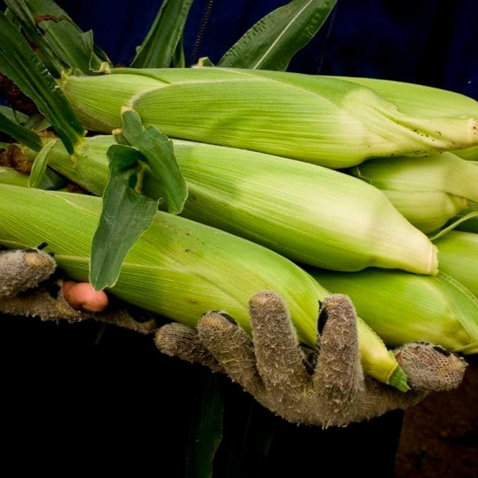 Sweetcorn Fresh Each*