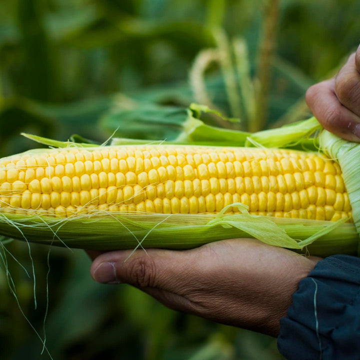 Sweetcorn Fresh Each*