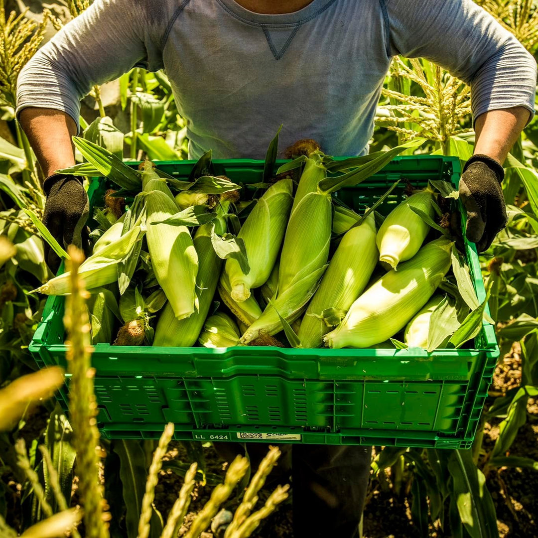 Sweetcorn Fresh Each*