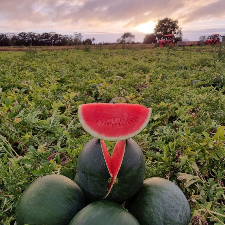 Watermelon Seedless Whole NZ $3.99kg