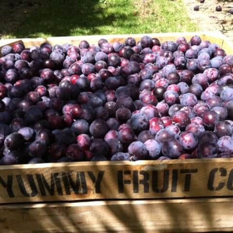 Plum Black Diamond 700gm Bag NZ*