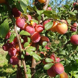 Plum Red Beaut NZ