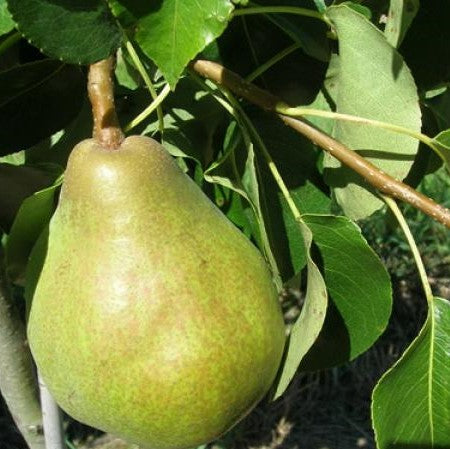 Pears Sugar Pear (Belle Du Jumet ) NZ New Season
