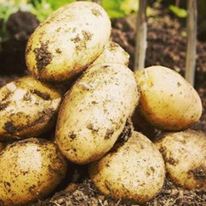 Potatoes Oamaru Jersey Benne 1 kg box