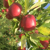 Apples NZ Large Pacific Rose
